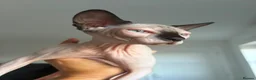 Sphynx cats for sale: Stunning sphinx kittens ready now - Advert 7