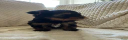 Yorkshire Terrier dogs for sale: Stunning Yorkshire pupp for sale. in Dumfries - Advert 13