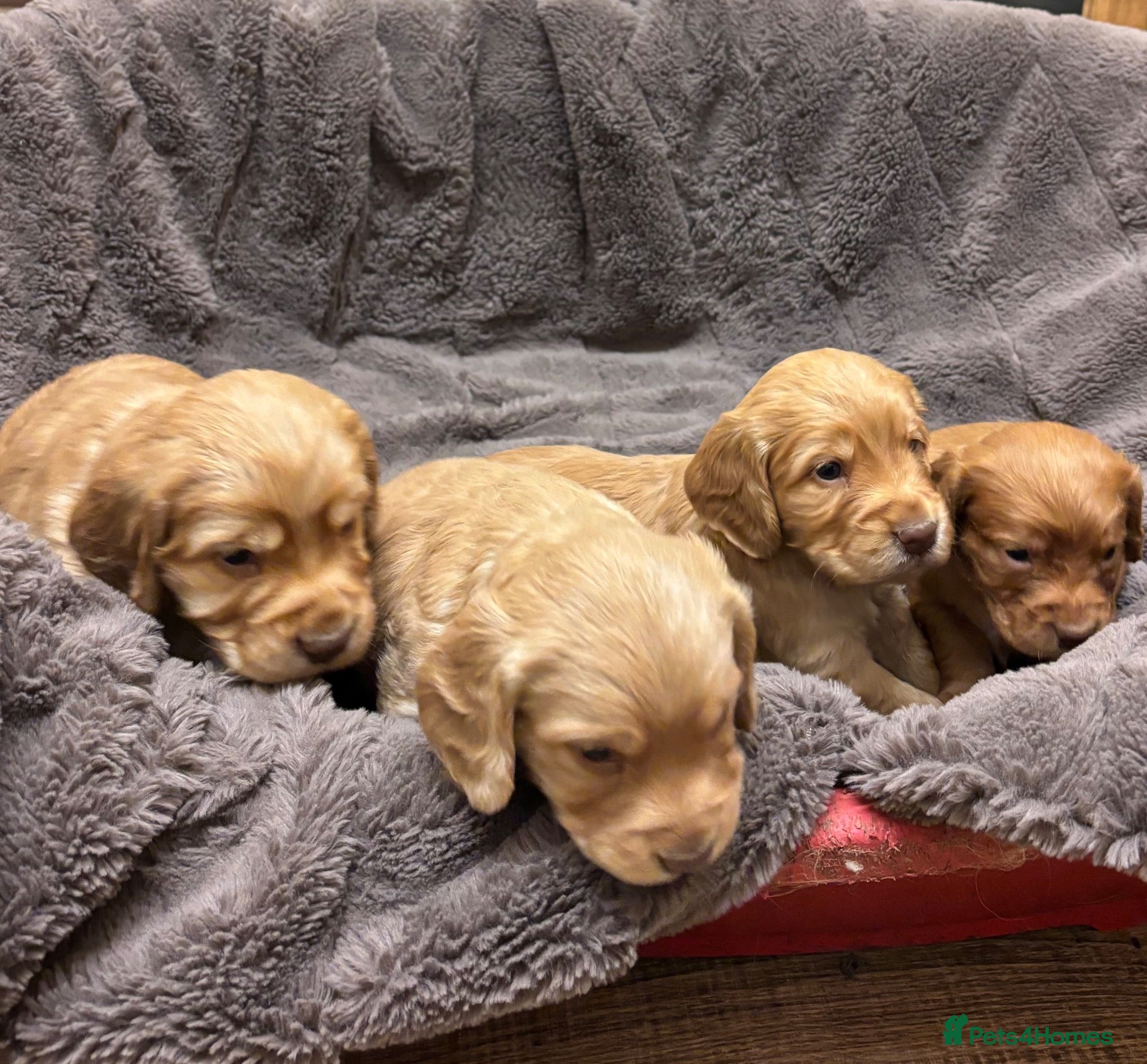 Cocker Spaniel dogs for sale: Cocker pups for sale - Advert 8