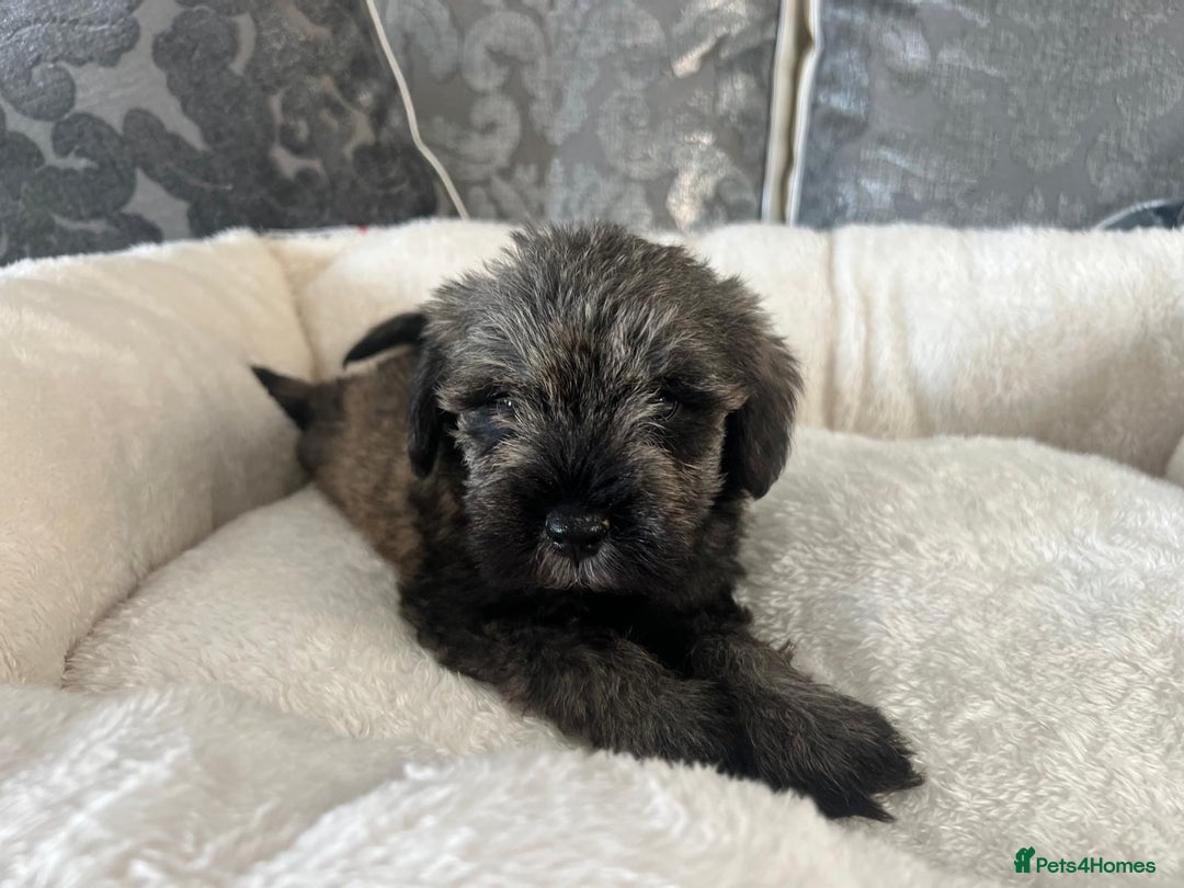 Mixed Breed dogs for sale: Schnoodle puppies for sale  - Image 9