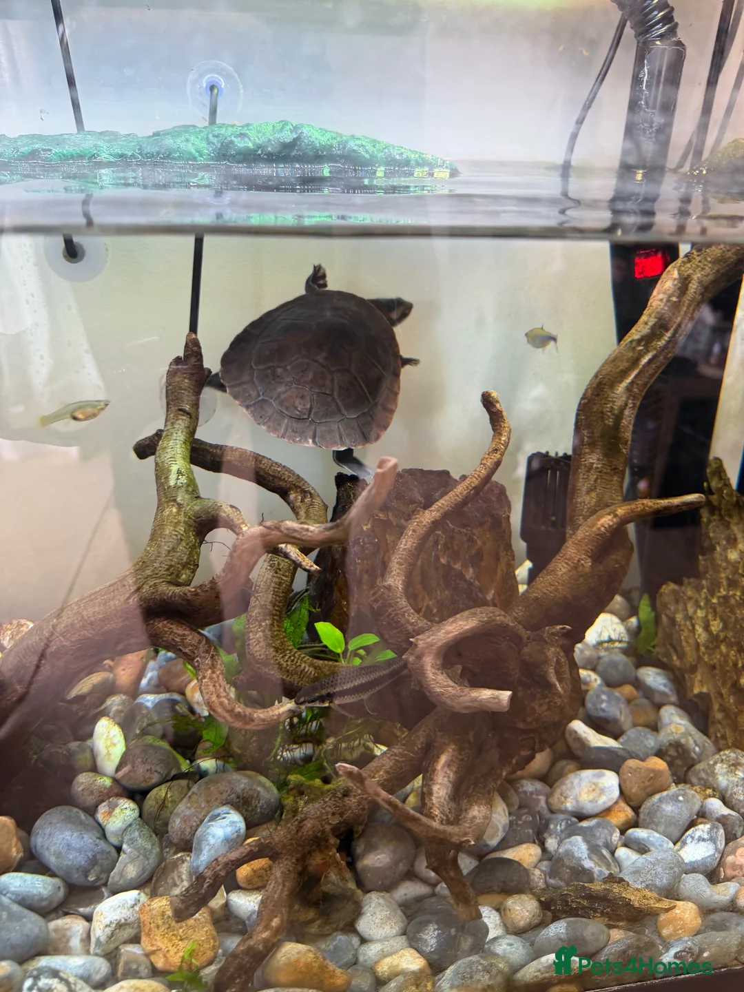 Turtle reptiles for sale: Pinked bellied sliders in Gosport - Advert 1