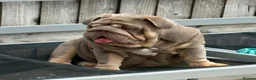English Bulldog dogs for sale: Gorgeous 5 month old boy  - Advert 4