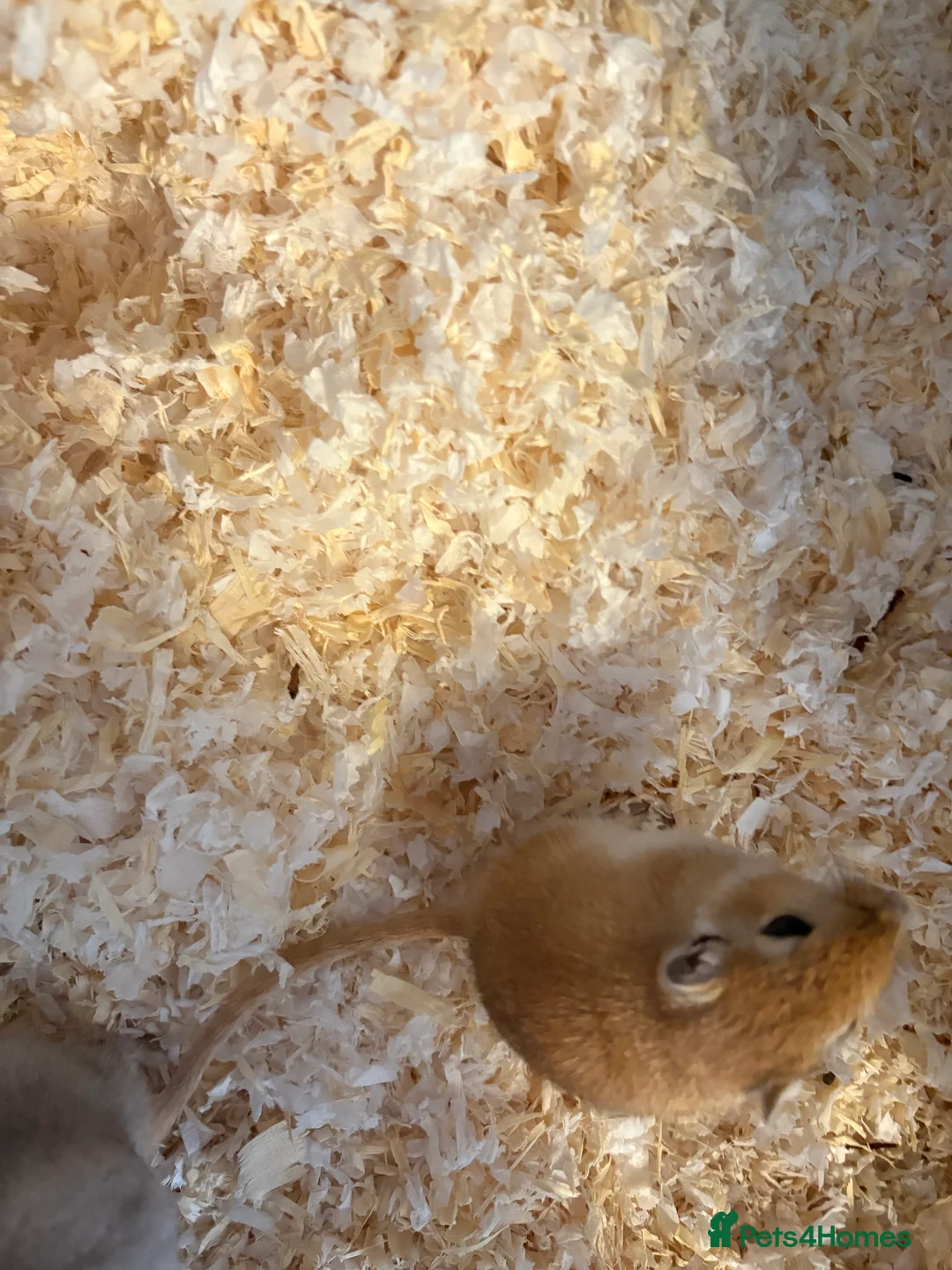 Gerbil rodents for sale: Beautiful gerbils for a loving home  - Advert 5