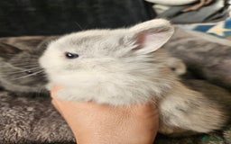 Netherland Dwarf rabbits for sale: Blue and Magpie boys - Advert 18