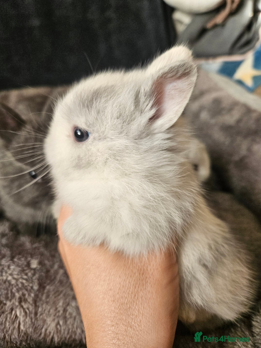 Netherland Dwarf rabbits for sale: Blue and Magpie boys - Advert 18