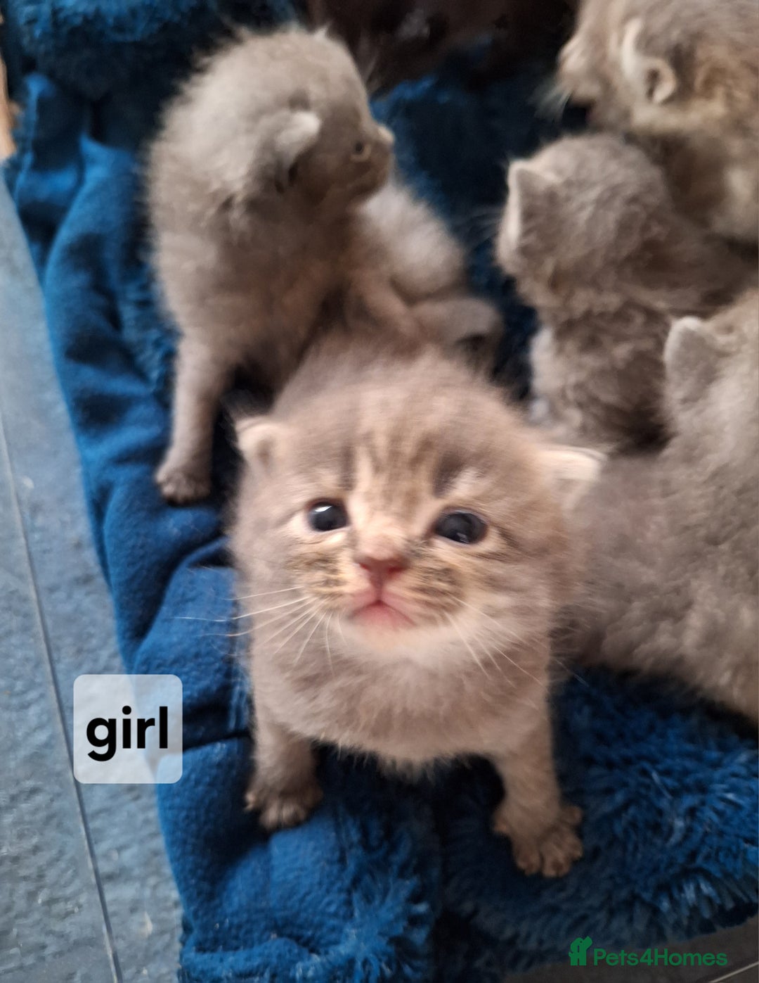Scottish Fold cats for sale: 7 kittens for sale - ready 16th december - Image 15