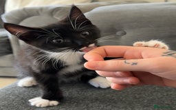 Maine Coon cats for sale: 3/4Month old Kitten 50% Maine coon 50% Mixed - Image 1