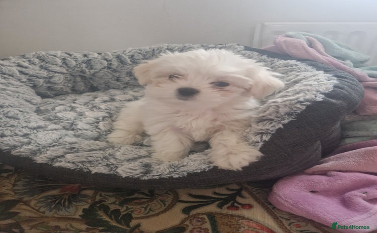 Maltese dogs - Advert 16