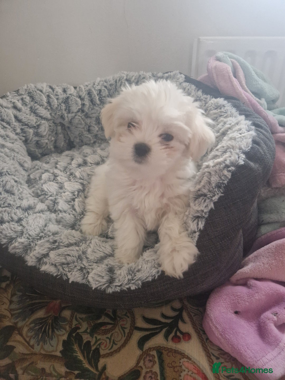 Maltese dogs for sale: Gorgeous baby maltese puppies 🐶 ❤️  - Advert 1
