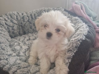 Maltese dogs Gorgeous baby maltese puppies 🐶 ❤️ - Advert 6