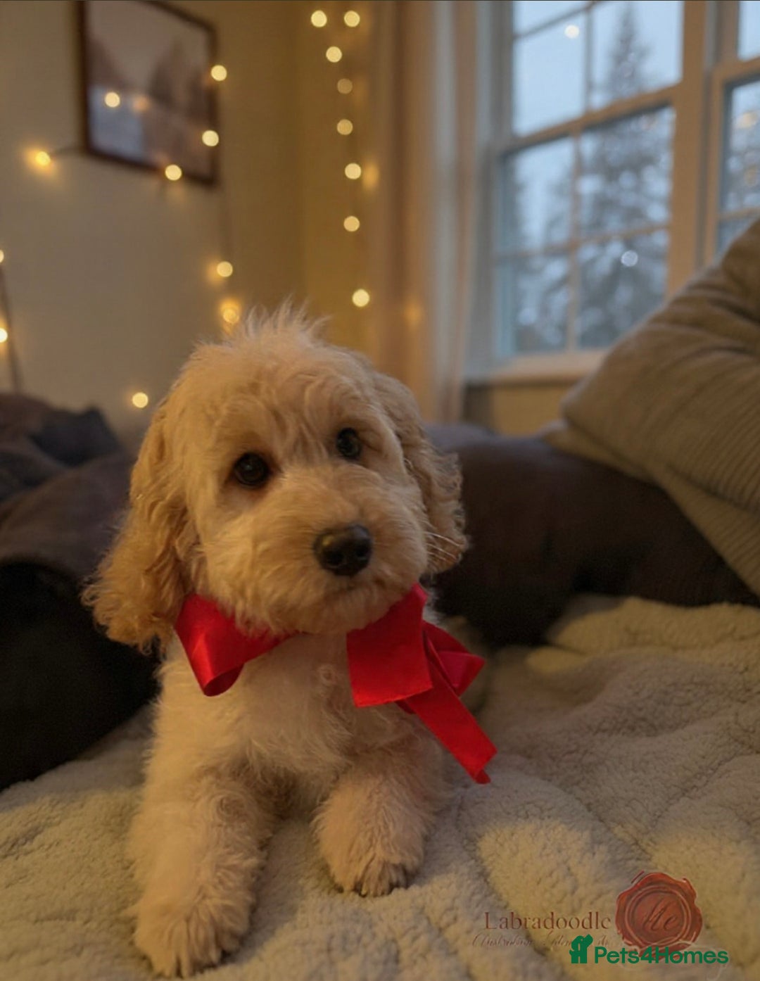 Australian Labradoodle dogs for sale: Miniature Australian Labradoodle ( WALA reg)  - Advert 1