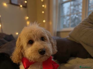 Australian Labradoodle dogs Miniature Australian Labradoodle ( WALA reg) - Advert 4