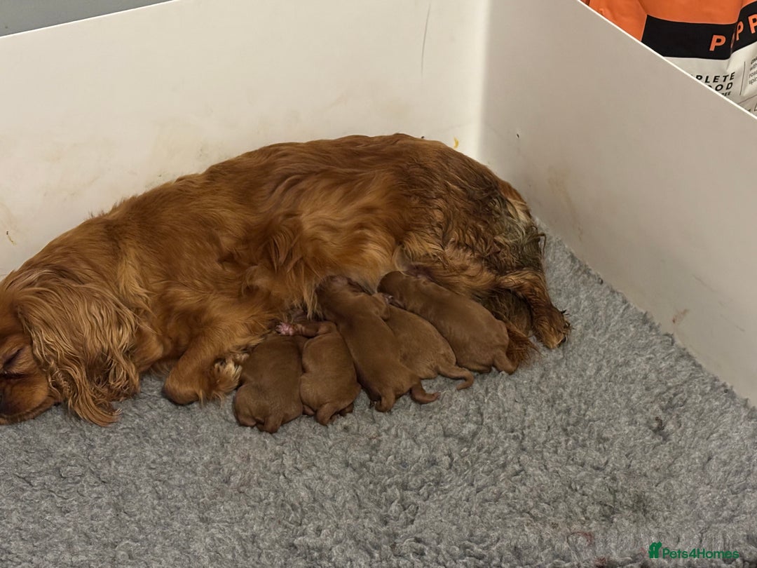 Cavapoo dogs for sale: Health tested toy cavapoo puppies  - Advert 1