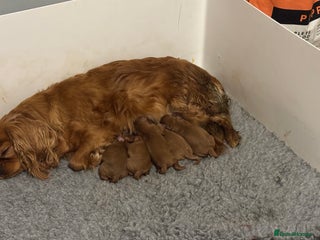 Cavapoo dogs Health tested toy cavapoo puppies - Advert 1