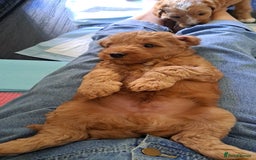 Australian Labradoodle dogs for sale: Australian Labradoodle puppies in Basildon - Image 4
