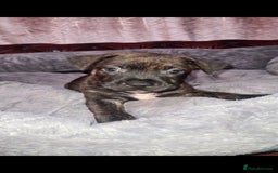 Staffordshire Bull Terrier dogs for sale: READY 7TH NOVEMBER ⭐️ 🐶 2 left ⭐️ staff pups  - Image 3