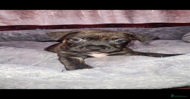 Staffordshire Bull Terrier dogs - Advert 12