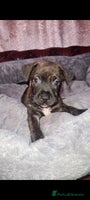 Staffordshire Bull Terrier dogs - Advert 12