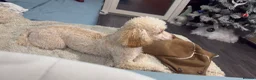 Miniature Poodle dogs for sale: Miniature Poodle looking for a home full of love in Buckhurst Hill - Advert 12