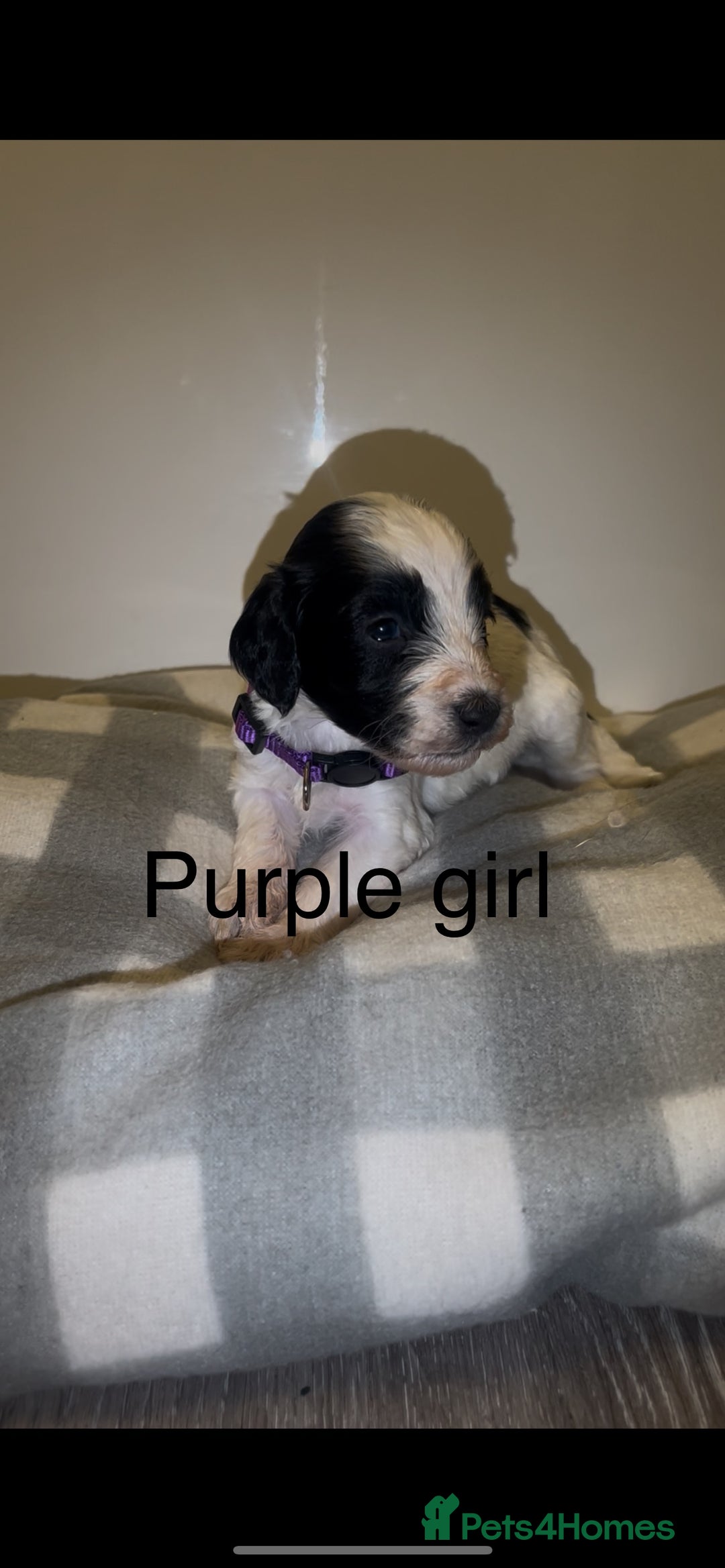 Cockapoo dogs for sale: Cockapoo puppies - Image 9