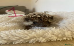 Pygmy Hedgehog rodents for sale: Pygmy Hedgehogs available  - Image 3