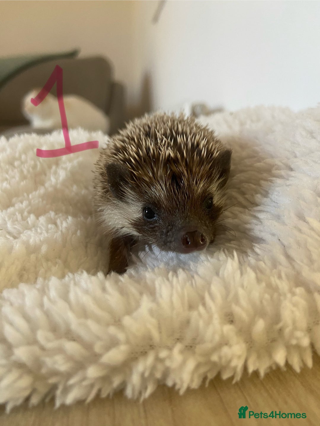 Pygmy Hedgehog rodents for sale: Pygmy Hedgehogs available  - Image 3