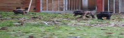 Presa Canario dogs for sale: Presa Canario Puppies (Recognised Breeder) - Advert 2