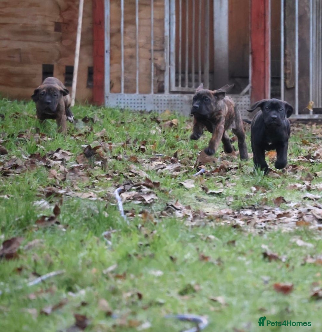 Presa Canario dogs for sale: Presa Canario Puppies (Recognised Breeder) - Advert 2
