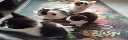 Mixed Breed cats for sale: Kittens in Bournemouth  in Bournemouth - Advert 12