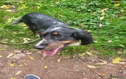 Cocker Spaniel dogs for stud: Cocker spaniel stud - Image 1