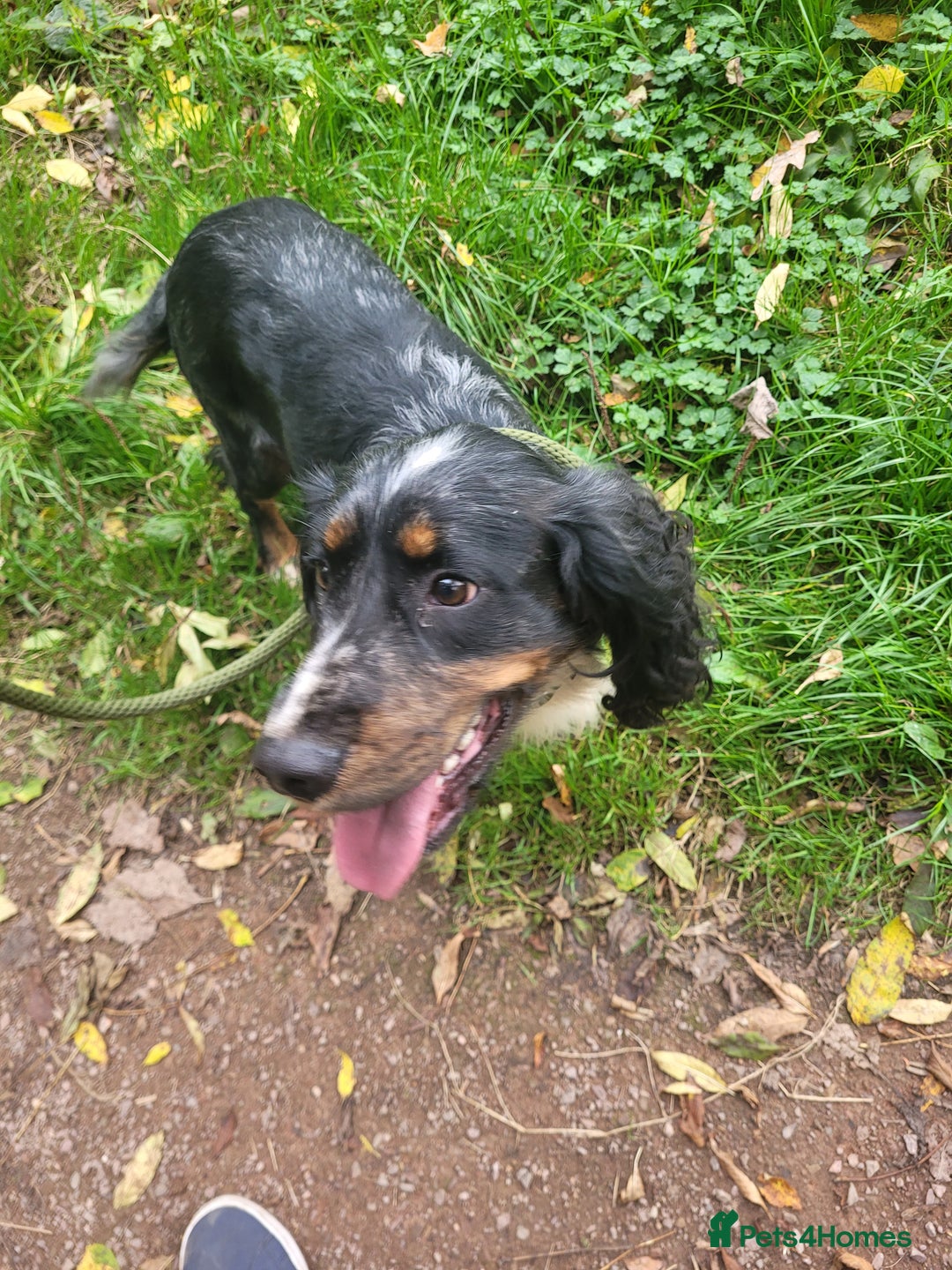 Cocker Spaniel dogs for stud: Cocker spaniel stud - Image 1