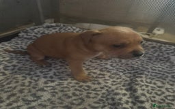 American Bull Staffy dogs for sale: American staffie puppies - Advert 12