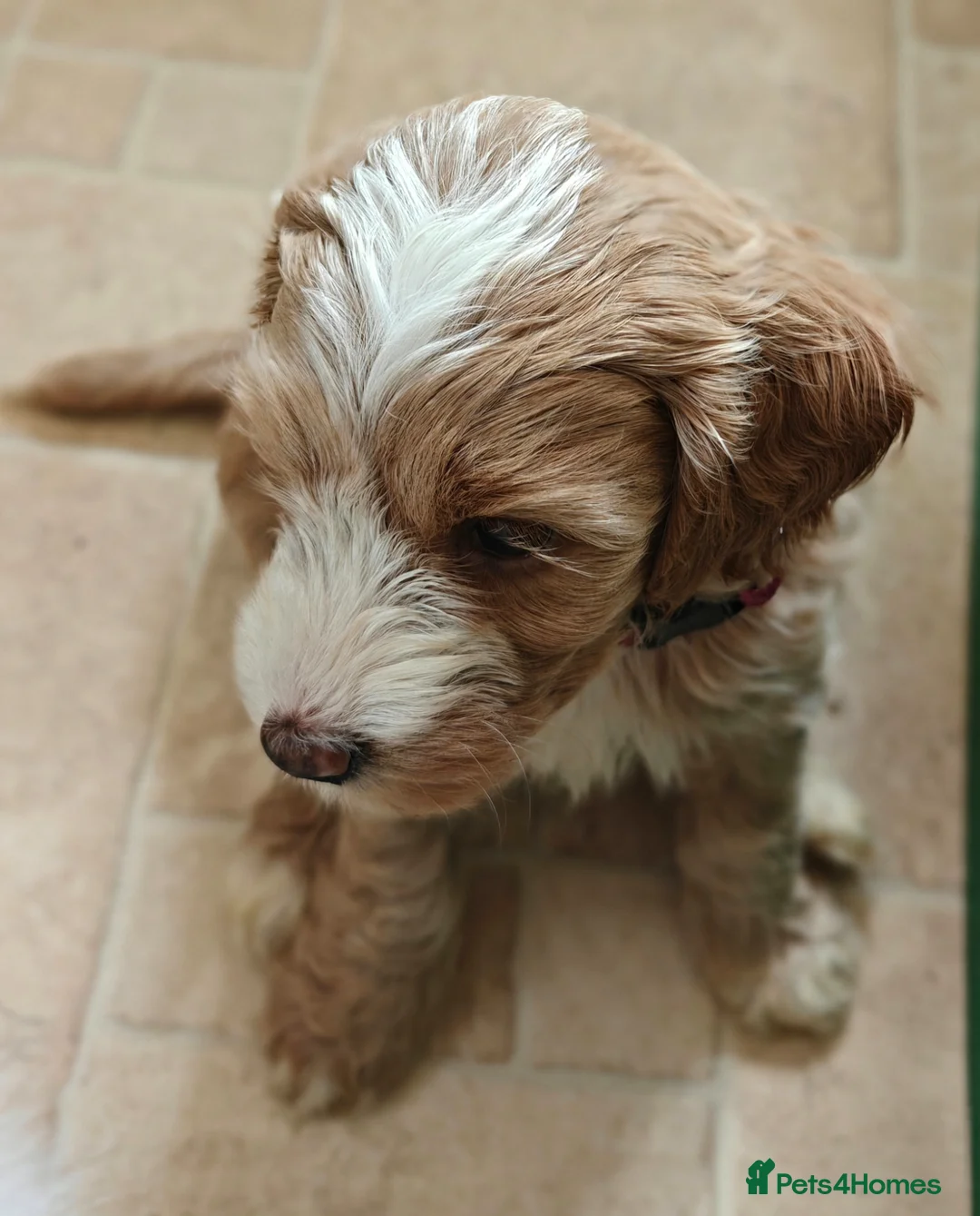 Cockapoo dogs for sale: Gorgeous F1B Cockapoo Puppies  - Advert 2