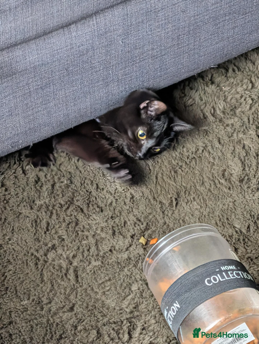 Domestic Shorthair cats for sale: 6 month old female for rehoming  in Bury - Advert 2