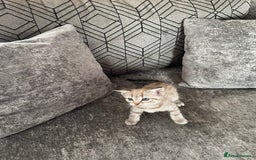 Bengal cats for sale: Beautiful Bengal kitten - Image 7