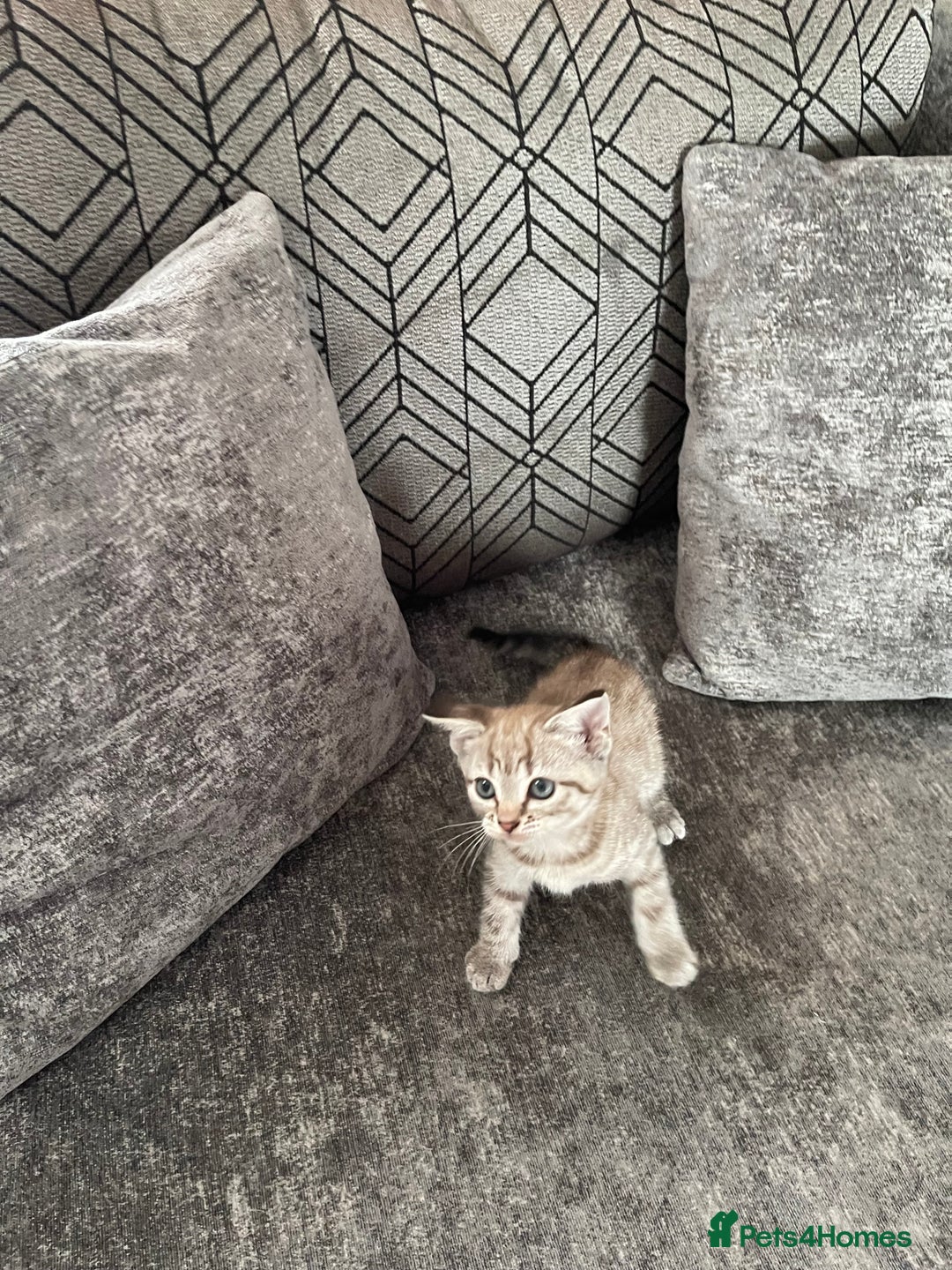 Bengal cats for sale: Beautiful Bengal kitten - Image 7