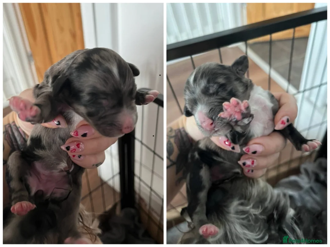 Cockapoo dogs for stud: Chocolate Cockapoo STUD *DNA & BVA EYE TESTED* in Manchester - Advert 14