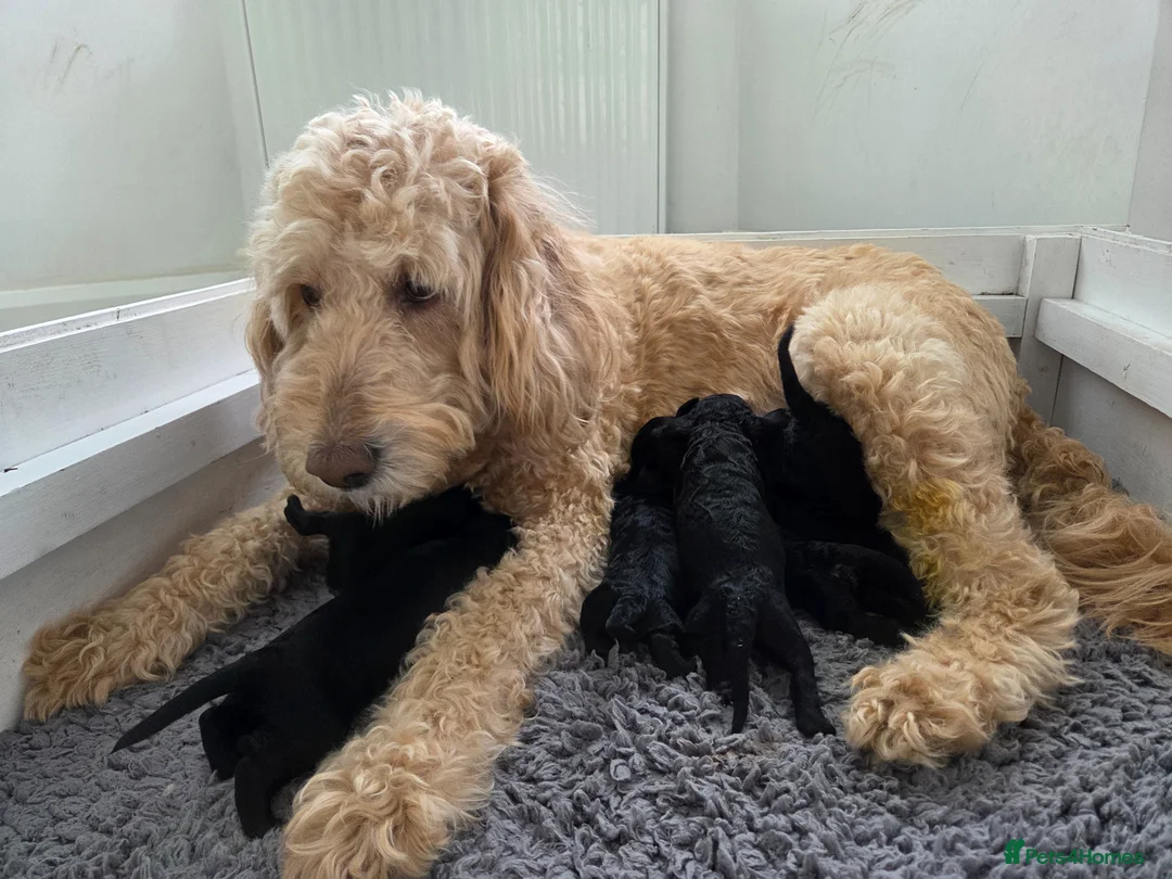 Australian Labradoodle dogs for sale: Australiann type labradoodles mini / medium  in Radlett - Advert 2