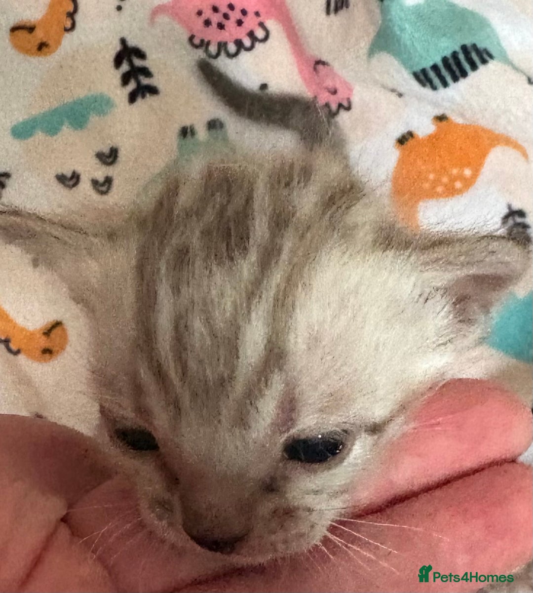 Bengal cats for sale: Stunning Tica reg Bengal kittens  - Advert 6