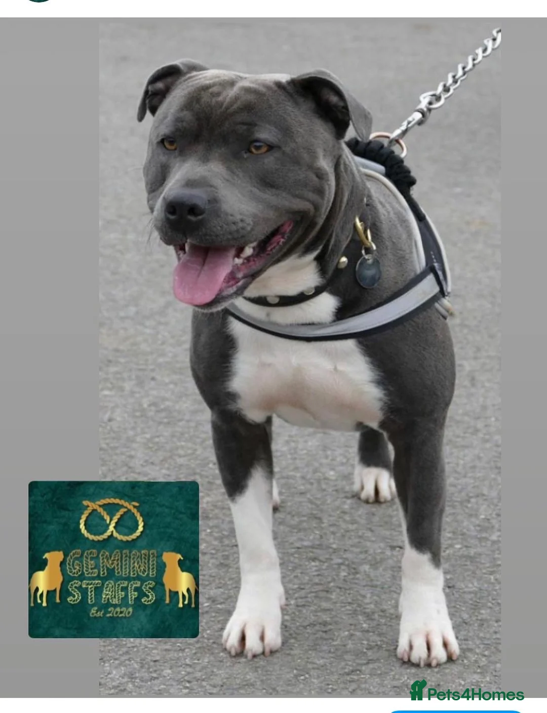 Staffordshire Bull Terrier dogs for stud: Geministaffs Socks KC stud in Halifax - Advert 4