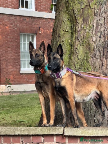 Belgian Shepherd Dog dogs - Advert 1