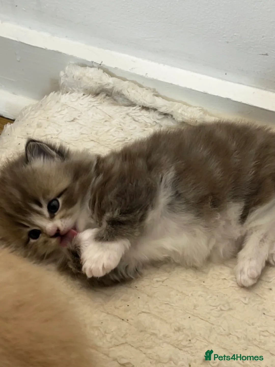 Mixed Breed cats for sale: [Two Kittens] Mainecoon x Turkish Angora Kittens  - Advert 9