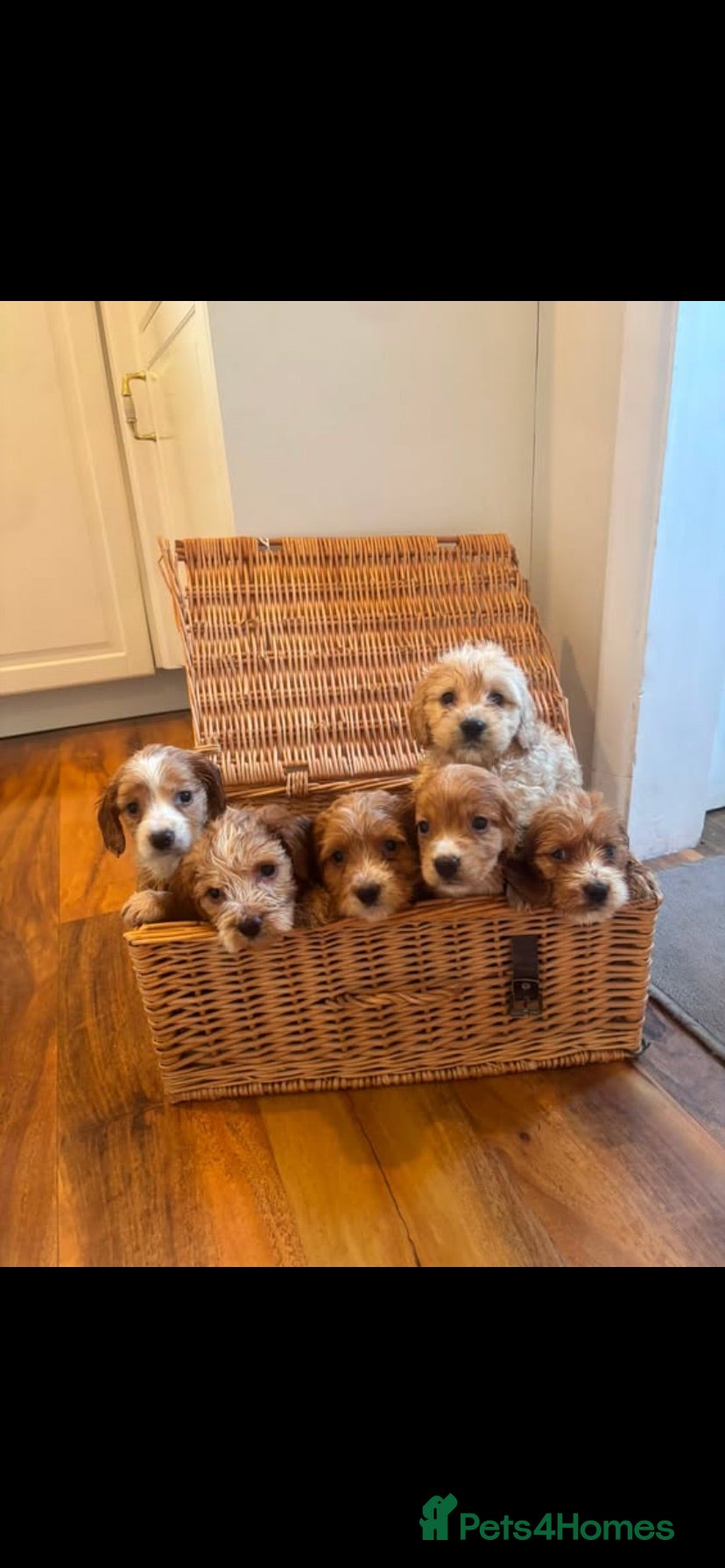 Mixed Breed dogs  Gold Cockapoo puppies  - Advert 1