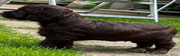 Cocker Spaniel dogs for sale: Exceptional Cocker spaniels  - Advert 4