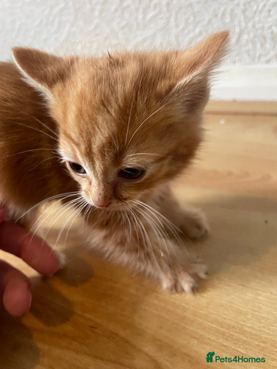 Domestic Shorthair cats for sale: 2 cute boy kittens looking for a forever home - Advert 3