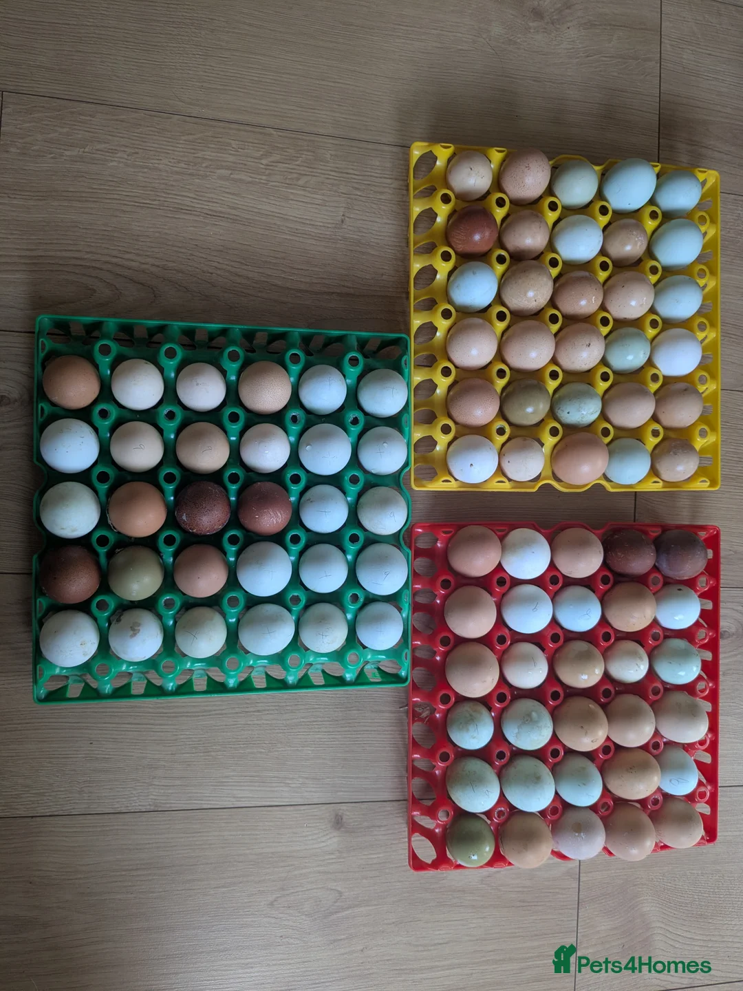 Geese poultry for sale: Call ducks, Light Sussex, Faverolle, Aracaunas,Wel - Advert 4