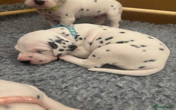 Dalmatian dogs for sale: 6 Beautiful Chunky Dalmatians born 27/5/25 in Stafford - Image 25