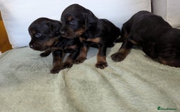 Gordon Setter dogs for sale: Working Gordon Setter puppies  - Image 2