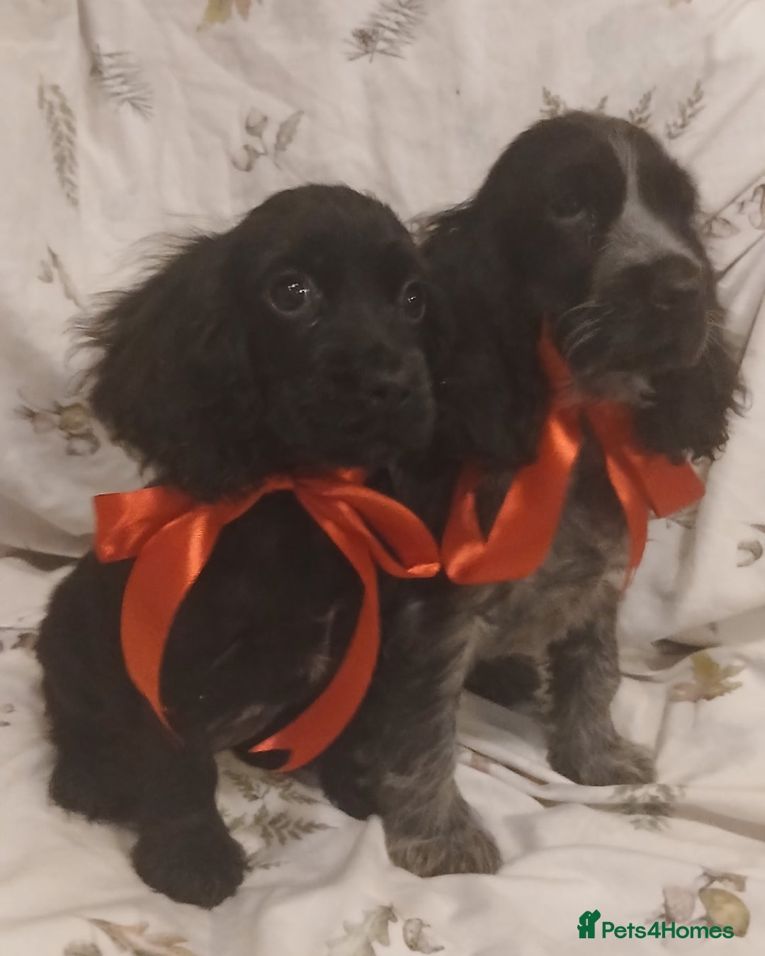 Cocker Spaniel dogs for sale: cocker spaniels - Advert 16