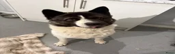 Akita dogs for sale: Male Akita  - Advert 6